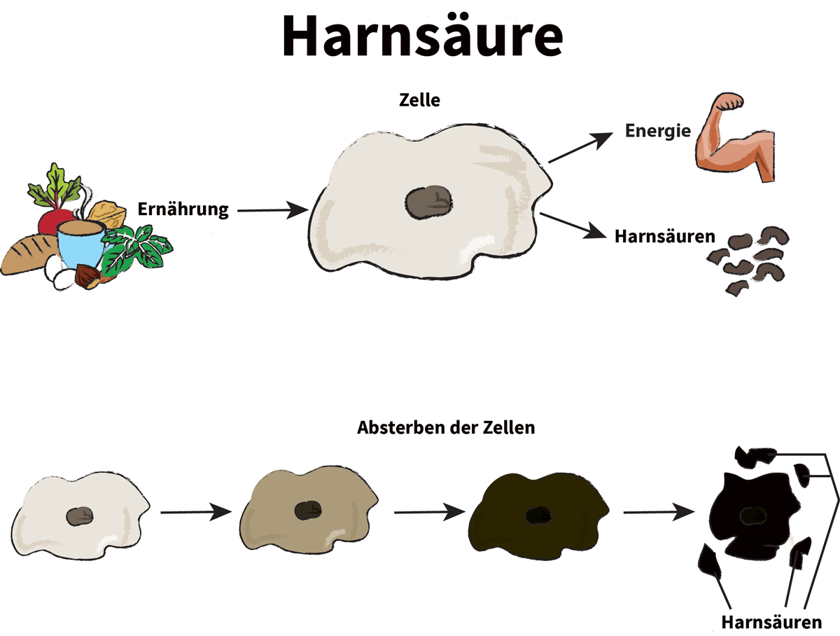 SÃ¤urearten